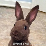 我的梦里是你