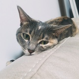 miss碎碎