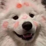 腹叽里呱啦