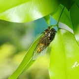 轻轻河边草