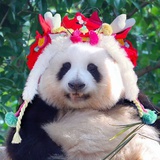 红薯姜汁