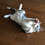 niemo
