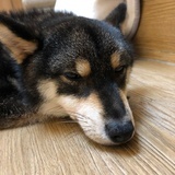 君请不二