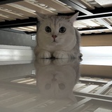蔓越莓面包