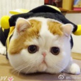 ella天天向上