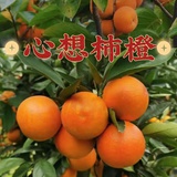易念郝