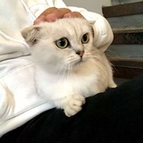 蛋黄是一只猫