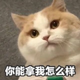 安哥拉兔
