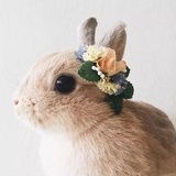 芃芃