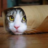 MEOW