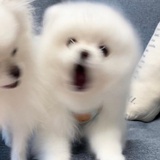 耶夜叶✌