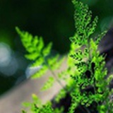 潜龙谍影