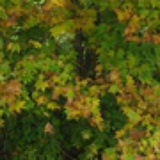 eoa