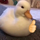 NN