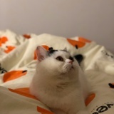 年糕麻麻