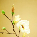 李奕张
