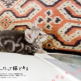 咕咕