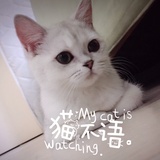 俩喵的三餐四季