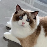 エステル