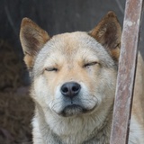 一辈子都有糖磕