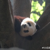米苏爱SH