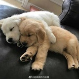 齐得隆