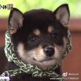 柴郡