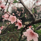 朵拉
