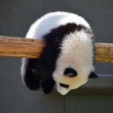 SwingPanda