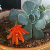 枉凝眉