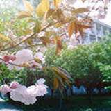 紫阳花开