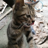 阿伊熙的角落