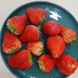 抹茶兔