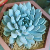 fu明明