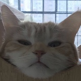 ZhAMaoto_
