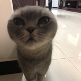 灰尼玛