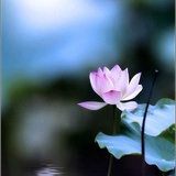 溶溶月淡淡楓
