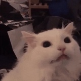 一只酸奶猫