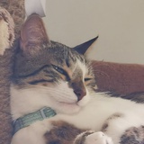 很想穿靴子的猫