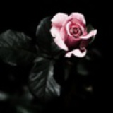 cherryappleT