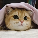 东皇太一