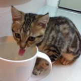 Lechaton神偷