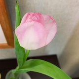 大猫