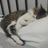 猫猫祟祟