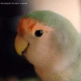 王者