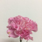 rain女亭