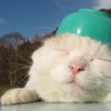 躲起来的小花猫