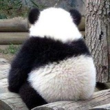 好想当一只熊猫