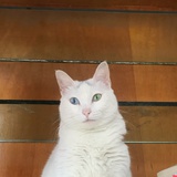 游啊游