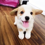 亚比比
